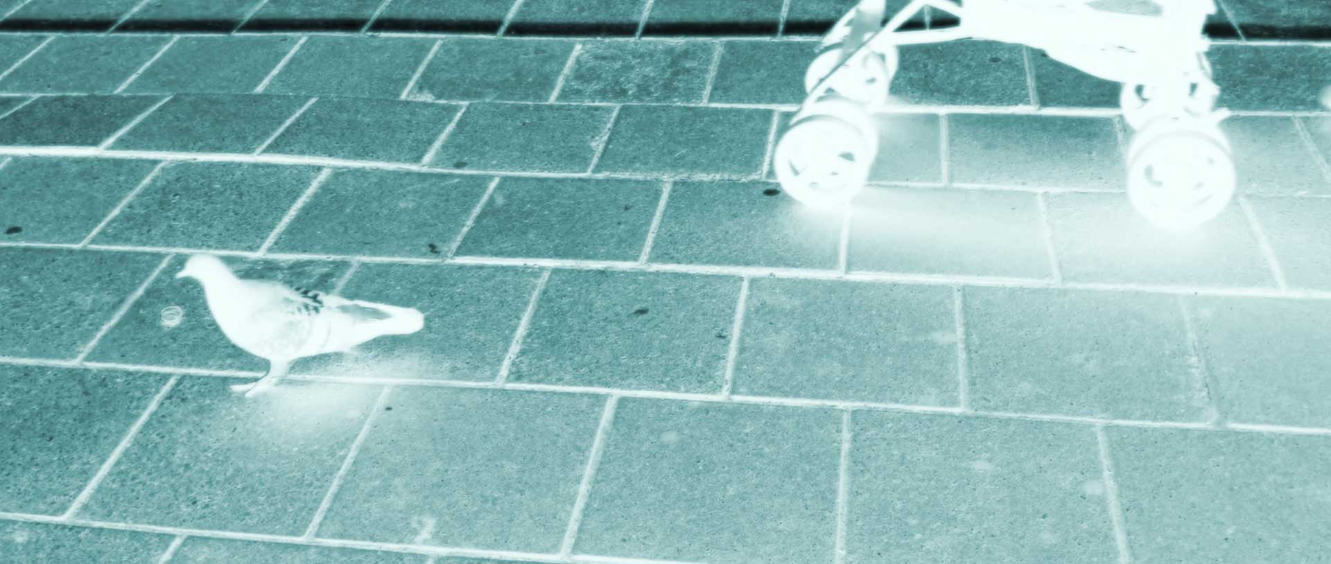 Pigeon on platform